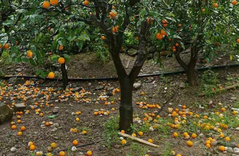 Αναγγελία του ΕΛΓΑ για ζημιές από την ανεμοθύελλα της 15ης Φεβρουαρίου 2026 στο Δήμο Πλατανιά