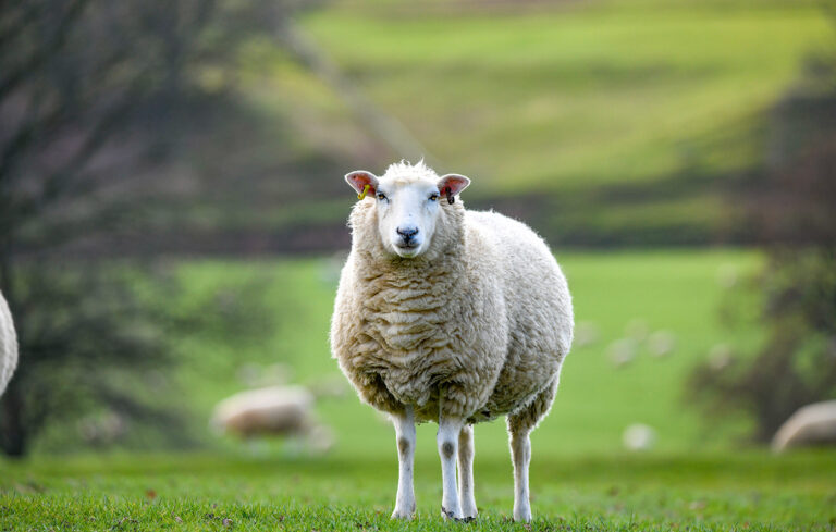 Επιστημονική τοποθέτηση της Εθνικής Επιστημονικής Επιτροπής Διαχείρισης και Ελέγχου της Ευλογιάς των Αιγοπροβάτων επί της έκθεσης της EFSA