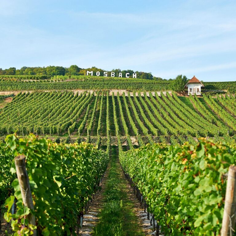 Eγκρίθηκε στη Γαλλία η χρήση ΄΄οικολογικού΄΄ μυκητοκτόνου