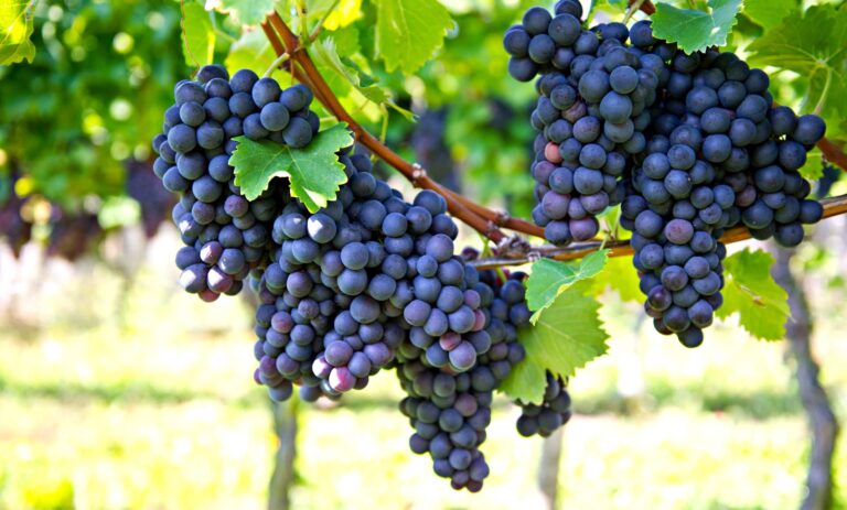 ΚΕΟΣΟΕ: Για μια δίκαιη τιμή στο κρασί: «Αντί να σχολιάζουμε την κρίση, περνάμε στη δράση» με μια συλλογική γκάμα προϊόντων