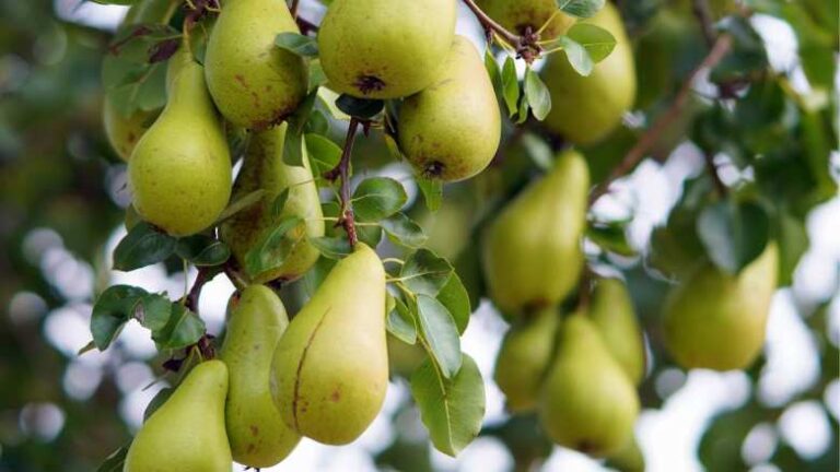 Γεωργικές προειδοποιήσεις για την Αχλαδιά