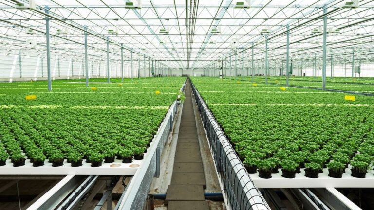 Νέες προθεσμίες και κανόνες για τη λειτουργία θερμοκηπίων