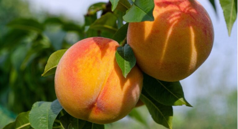 Ασθένειες και Εχθροί των Πυρηνόκαρπων 