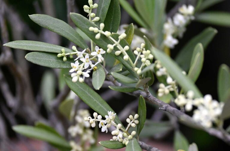 ΔΑΟΚ Μεσσηνίας: Οδηγίες για την εαρινή φυτοπροστασία της ελιάς