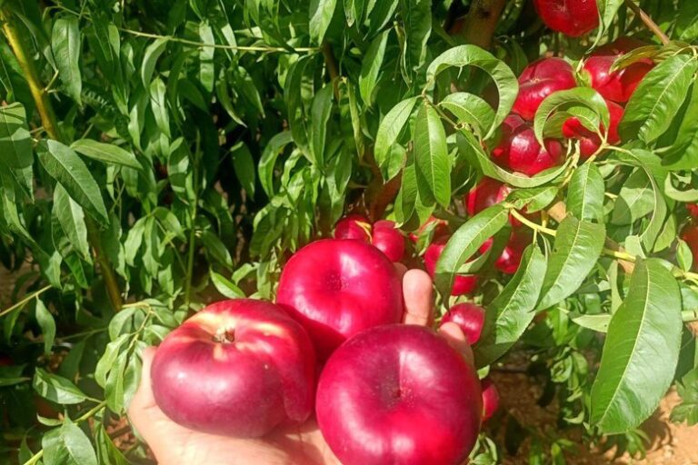 Η παραγωγή ροδάκινων και νεκταρινιών στην Ευρώπη αναμένεται να αυξηθεί ξανά το 2026