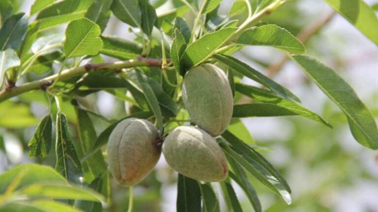Γεωργικές προειδοποιήσεις για την Αμυγδαλιά